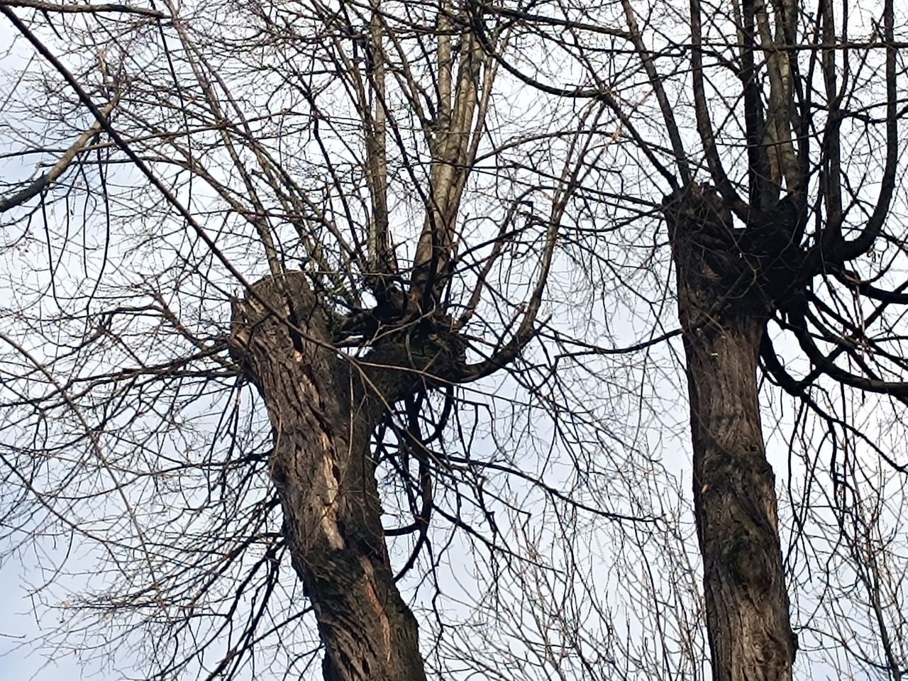 Новини Вінниці - фото з «Це небезпечно для життя та здоров'я людей»: що не так з кронуванням дерев у Вінниці?