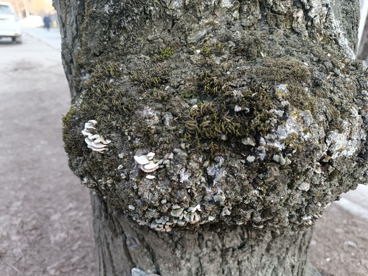 Новини Вінниці - фото з «Це небезпечно для життя та здоров'я людей»: що не так з кронуванням дерев у Вінниці?