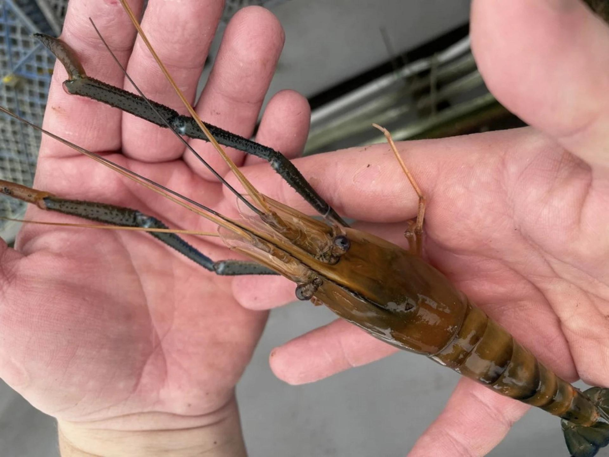 Новини Вінниці - фото з У Іллінцях вінничанин вирощує креветки. Його ферма діє під теплицею біля дому