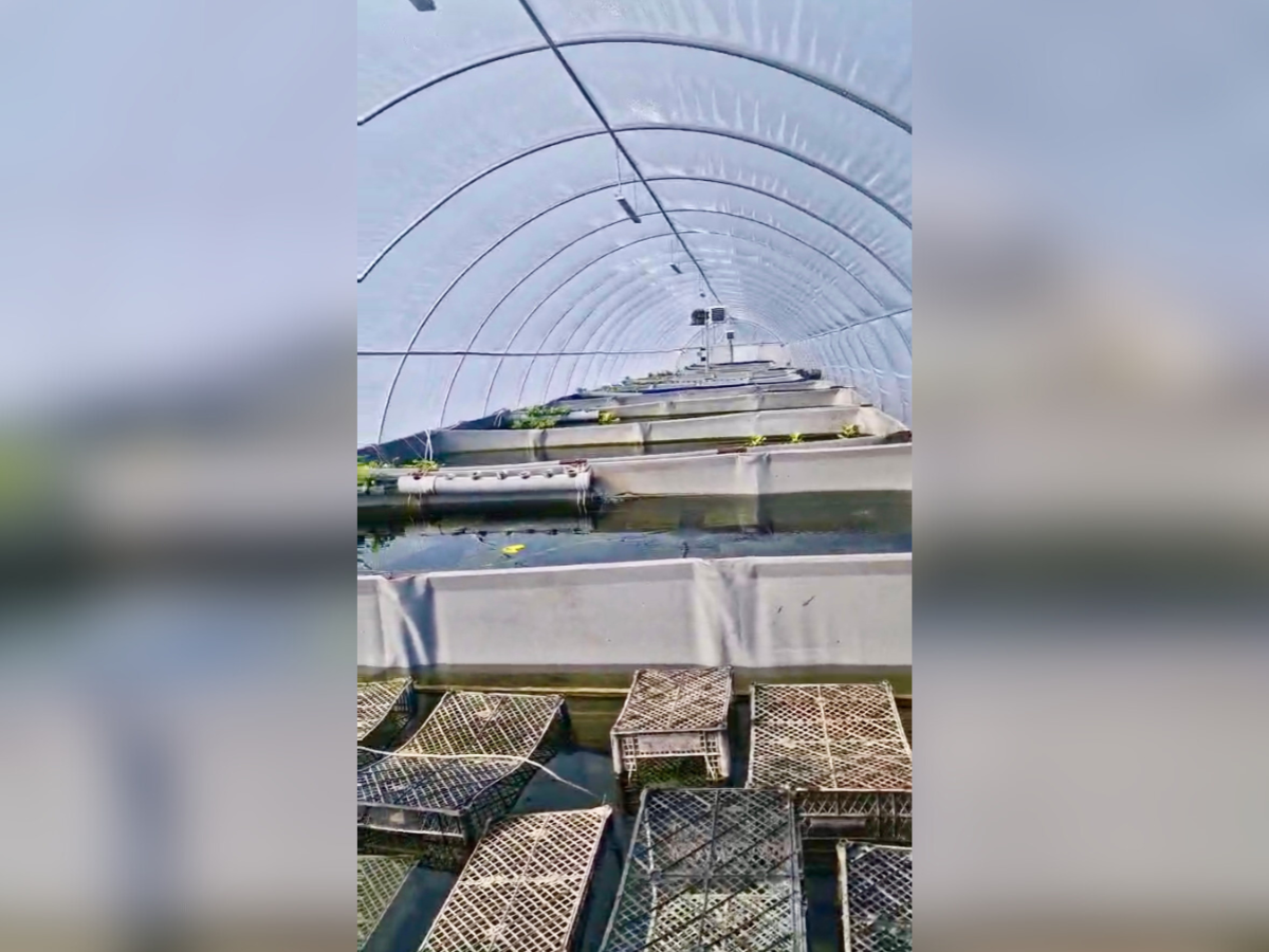 Новини Вінниці - фото з У Іллінцях вінничанин вирощує креветки. Його ферма діє під теплицею біля дому