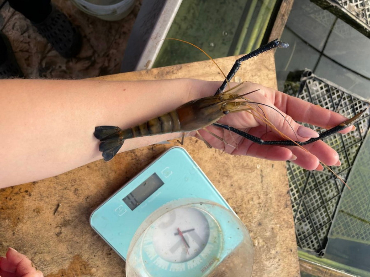 Новини Вінниці - фото з У Іллінцях вінничанин вирощує креветки. Його ферма діє під теплицею біля дому