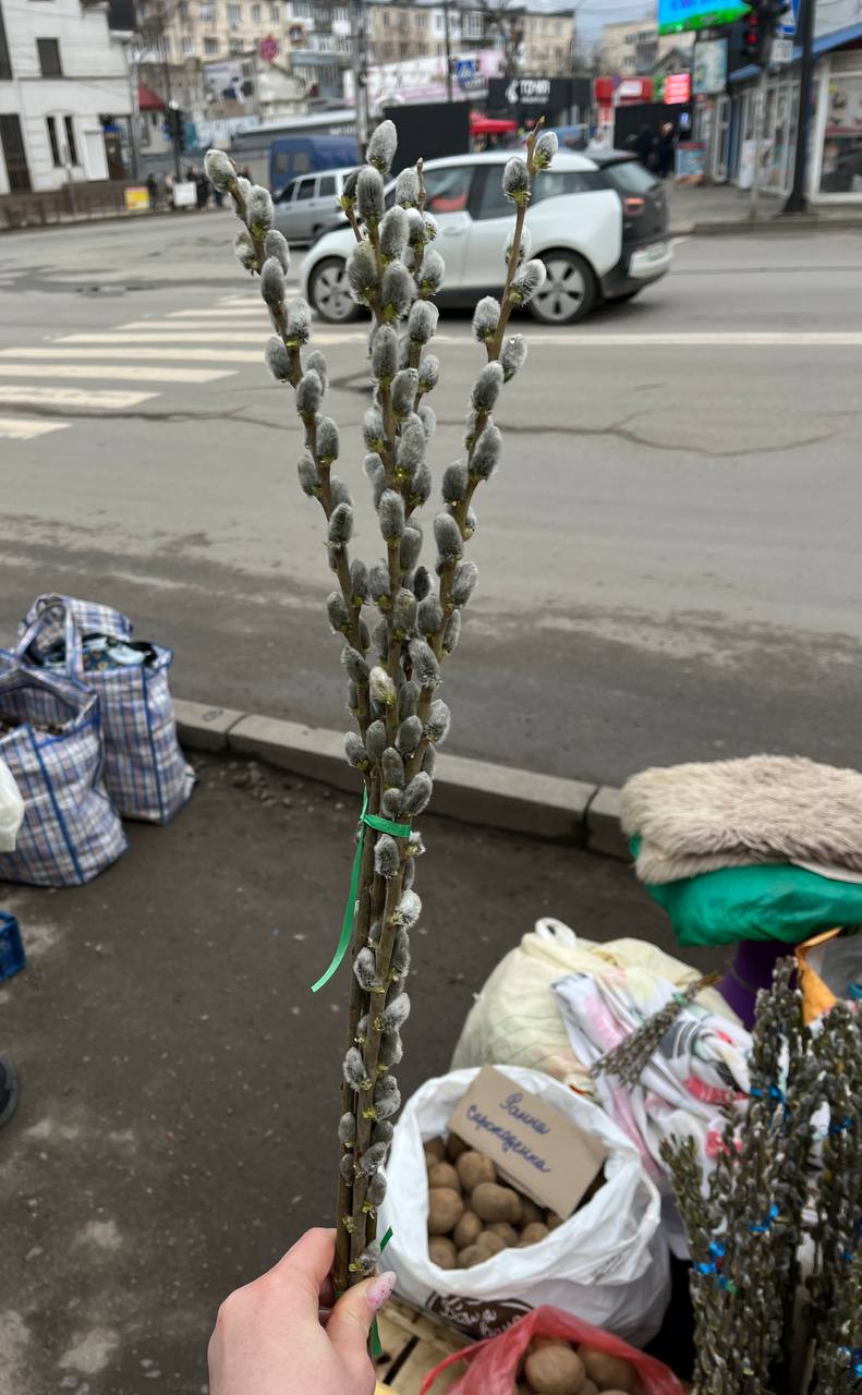 Новини Тернополя - фото з У Тернополі продають перші вербові котики: де придбати та скільки коштують