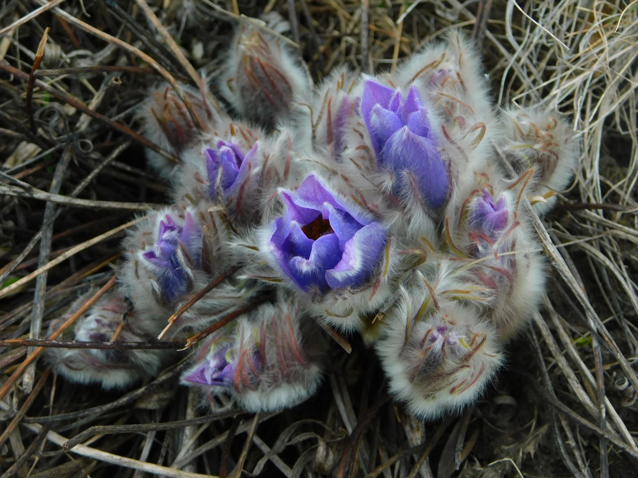 Новини Тернополя - фото з У заповіднику на Тернопільщині цвіте сон великий