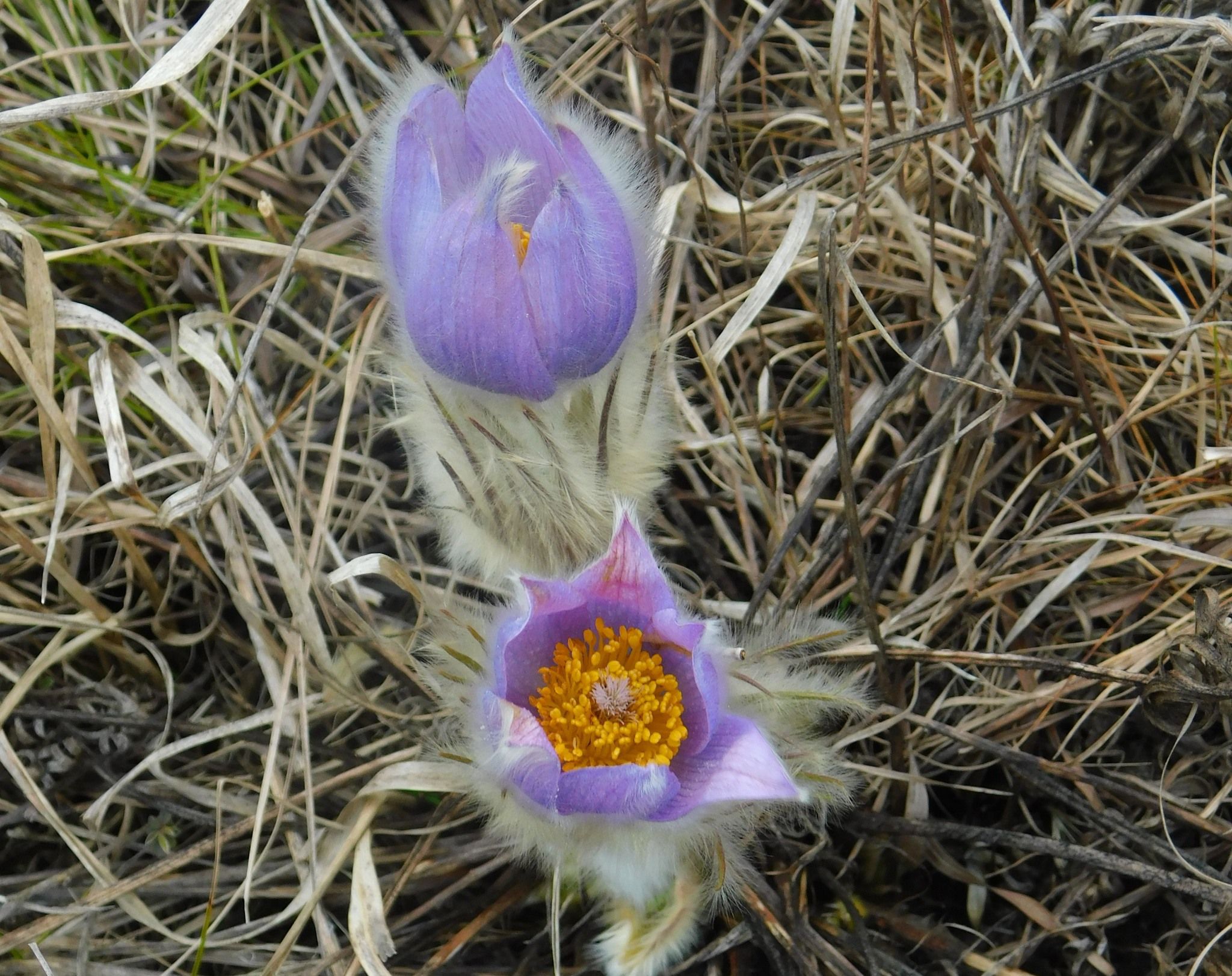 Новини Тернополя - фото з У заповіднику на Тернопільщині цвіте сон великий