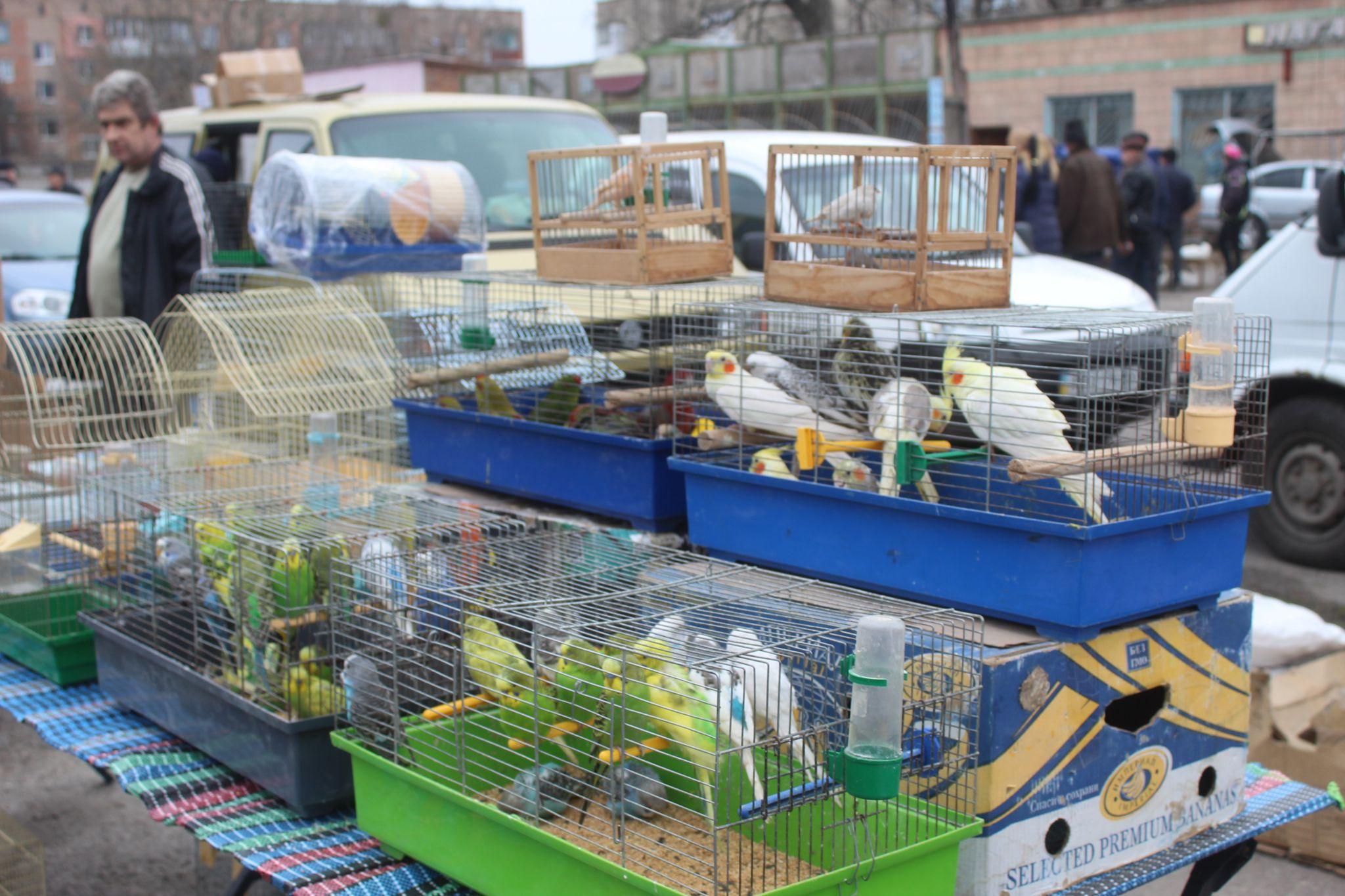 Новини Козятина - фото з «Куплю шпіца і спати з ним в хліві буду, у мого зятя на все живе алергія»