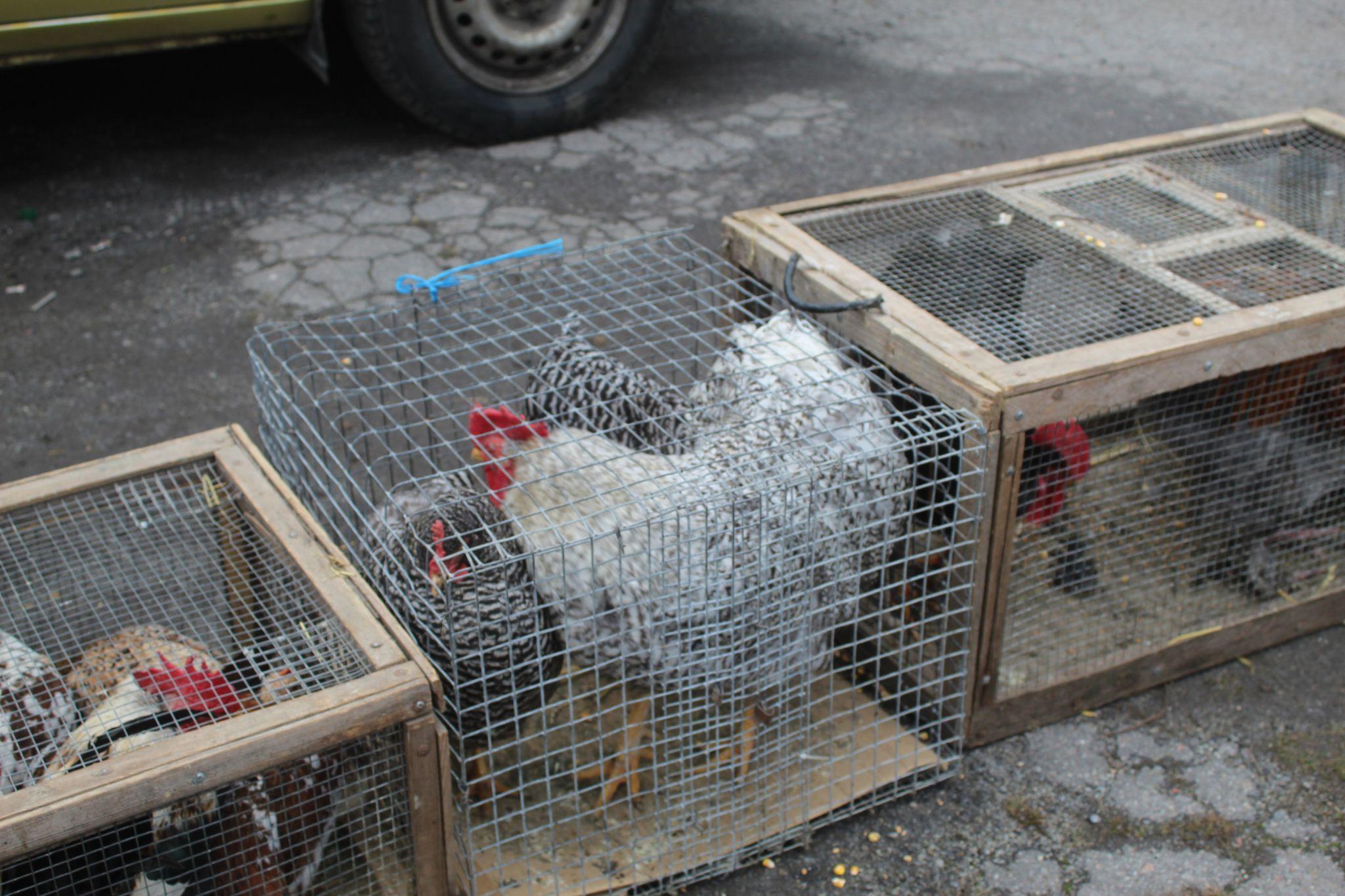 Новини Козятина - фото з «Куплю шпіца і спати з ним в хліві буду, у мого зятя на все живе алергія»