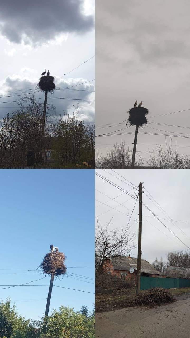 Новини Козятина - фото з Лелеки повернулися, а їхньої домівка немає — зруйнували