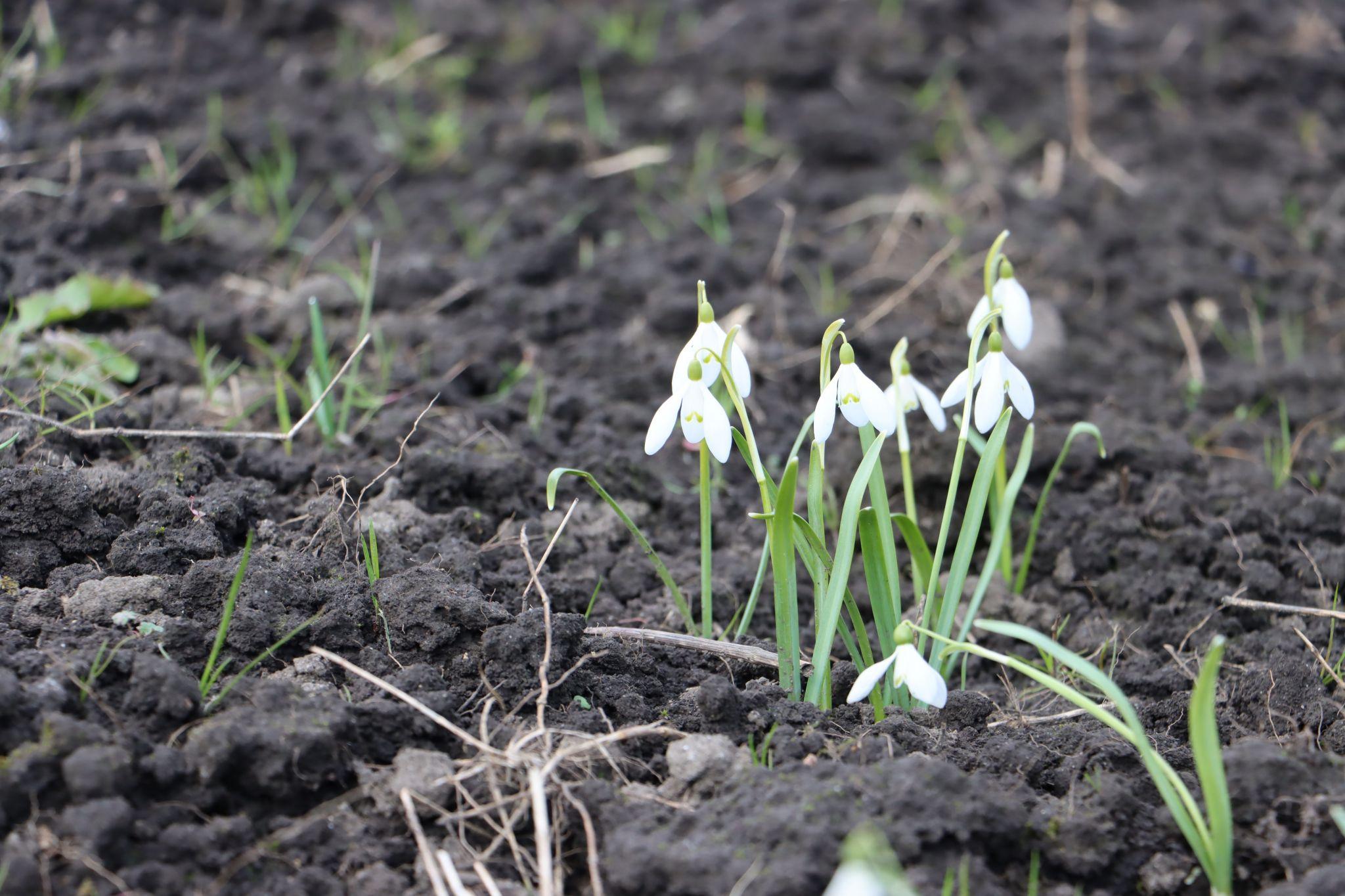 Новини Тернополя - фото з Як отець Філюк та мешканці села Шушківці відновили покинуті хати для переселенців. Репортаж