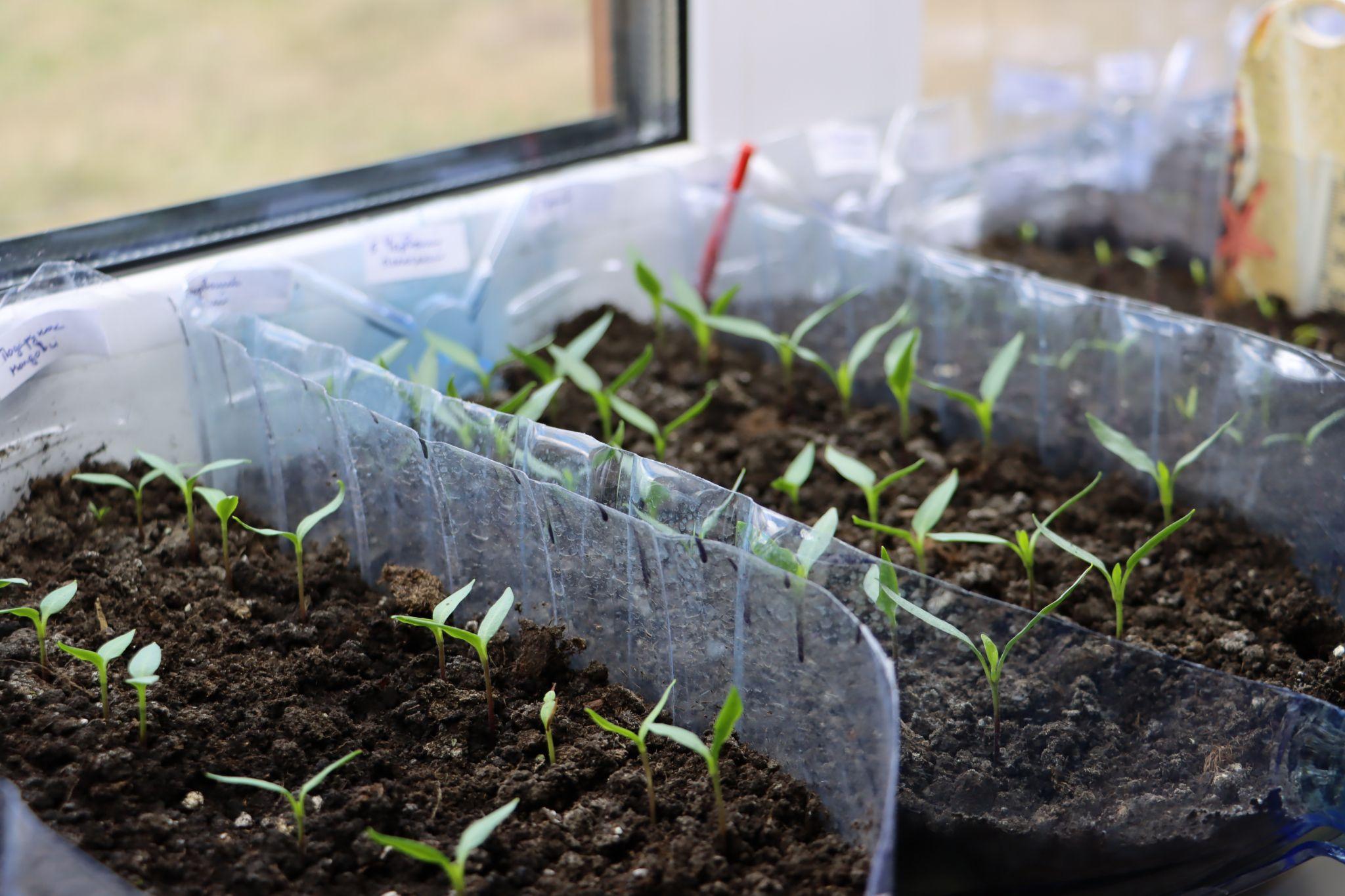 Новини Тернополя - фото з Як отець Філюк та мешканці села Шушківці відновили покинуті хати для переселенців. Репортаж