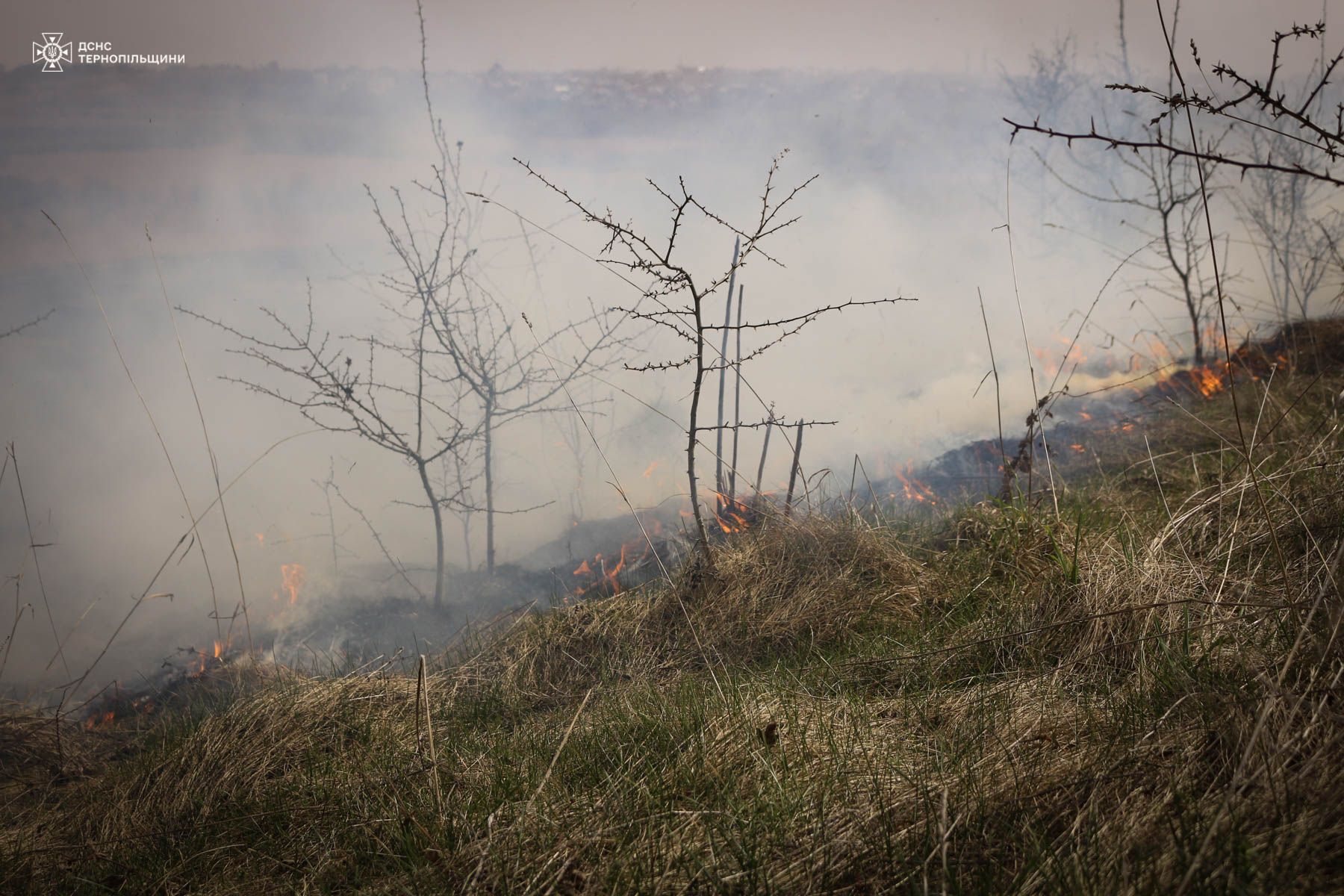 Новини Тернополя - фото з Неподалік Тернополя горів орнітологічний заказник