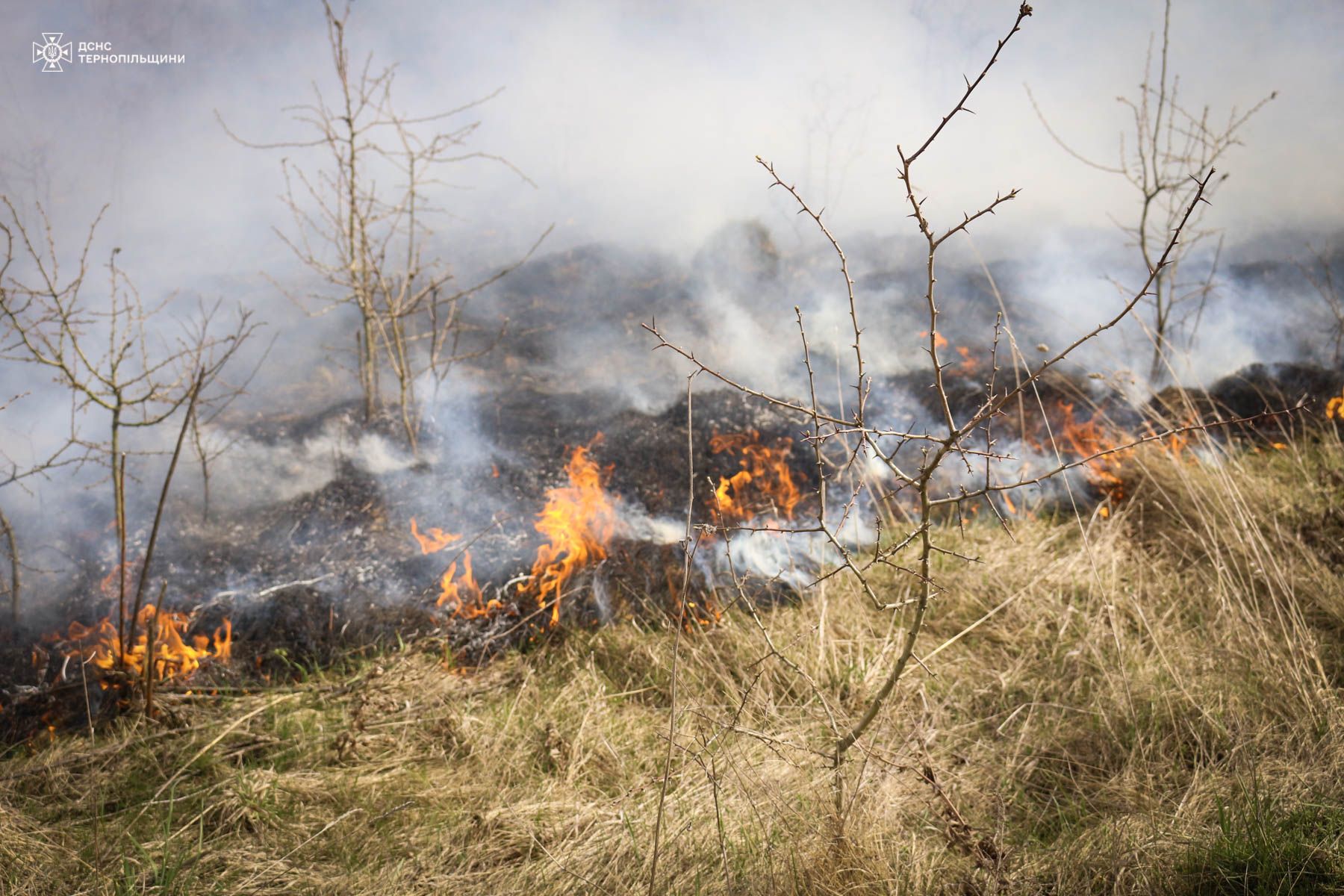 Новини Тернополя - фото з Неподалік Тернополя горів орнітологічний заказник