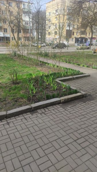 Новини Житомира - фото з У Житомирі активно стартувала весняна толока