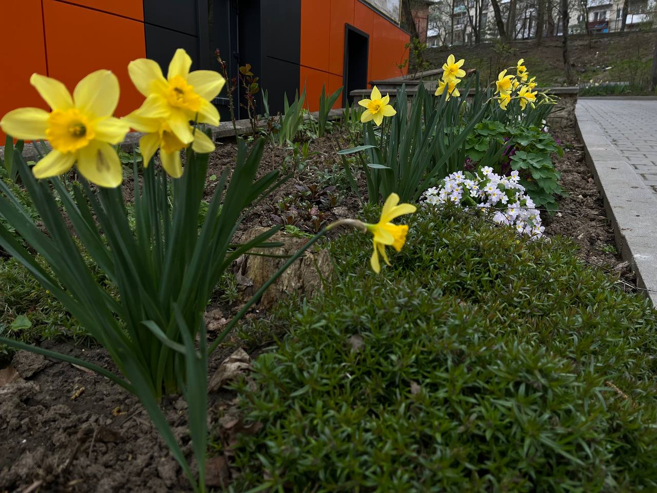 Новини Тернополя - фото з Заквітчаний Тернопіль: де у місті можна зробити весняні світлини