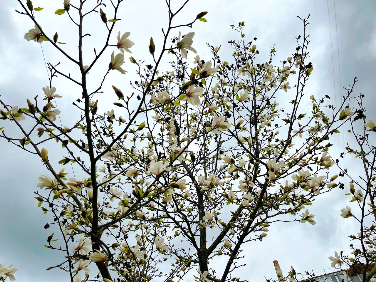 Новини Тернополя - фото з Заквітчаний Тернопіль: де у місті можна зробити весняні світлини