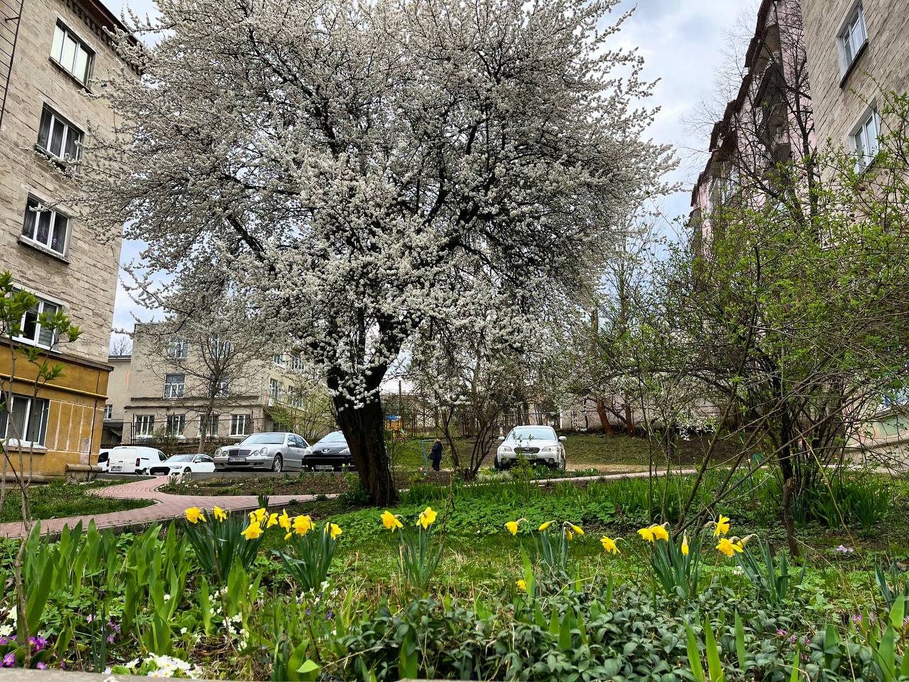 Новини Тернополя - фото з Заквітчаний Тернопіль: де у місті можна зробити весняні світлини