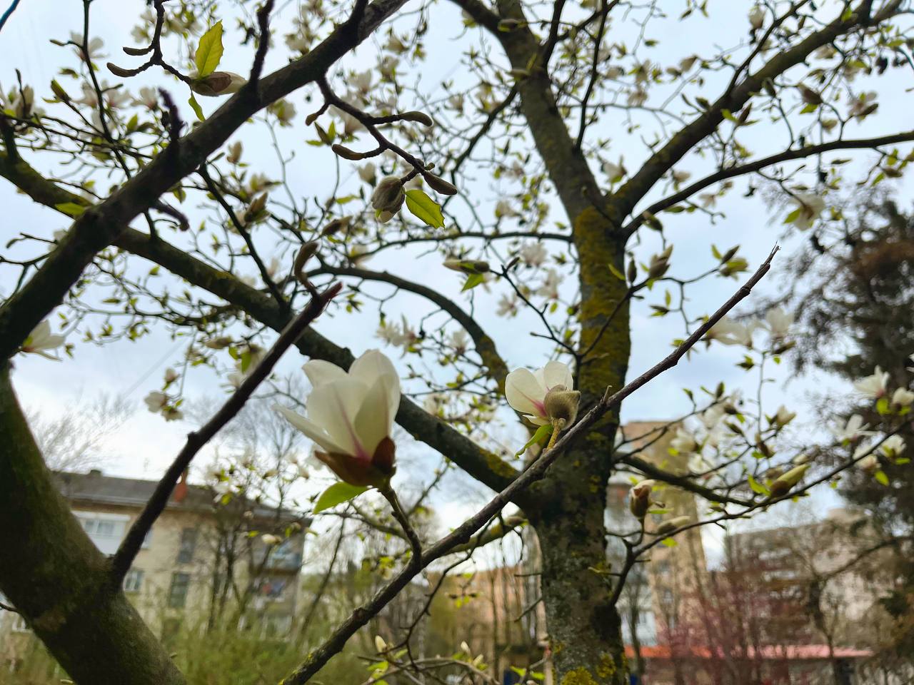 Новини Тернополя - фото з Заквітчаний Тернопіль: де у місті можна зробити весняні світлини