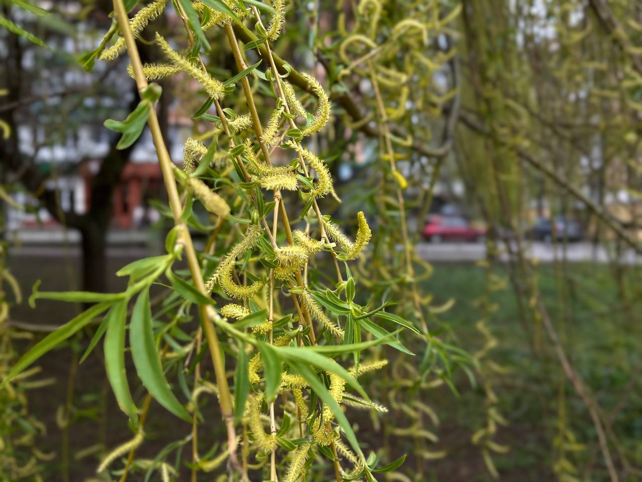 Новини Тернополя - фото з Заквітчаний Тернопіль: де у місті можна зробити весняні світлини
