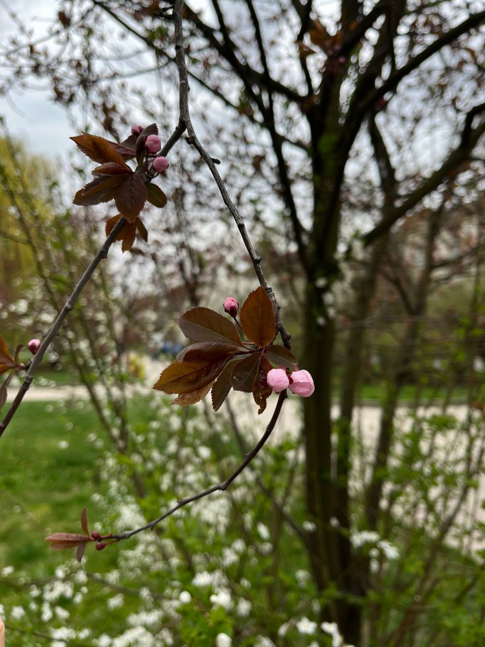 Новини Тернополя - фото з Заквітчаний Тернопіль: де у місті можна зробити весняні світлини