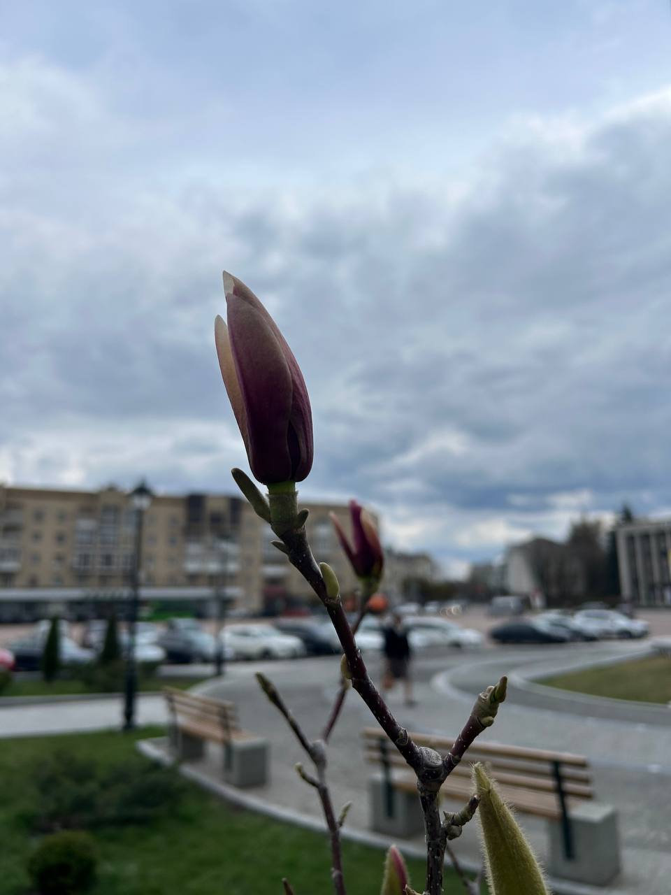 Новини Житомира - фото з У центрі Житомира починають розцвітати магнолії. Фотофакт