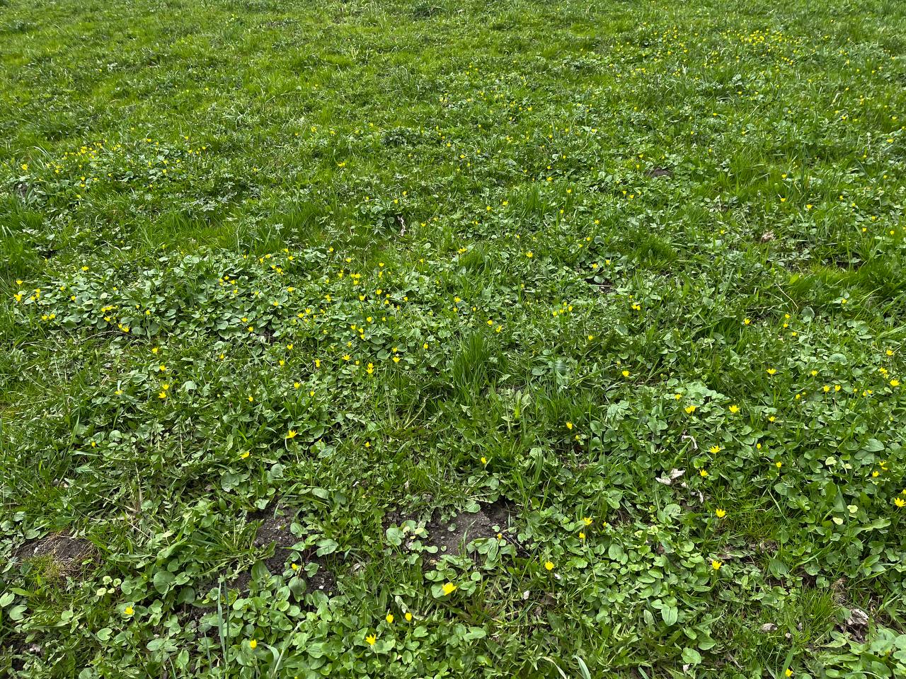 Новини Тернополя - фото з Заквітчаний Тернопіль: де у місті можна зробити весняні світлини