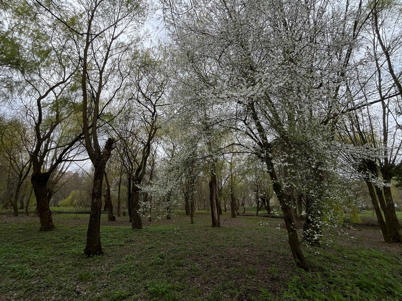 Новини Тернополя - фото з Заквітчаний Тернопіль: де у місті можна зробити весняні світлини