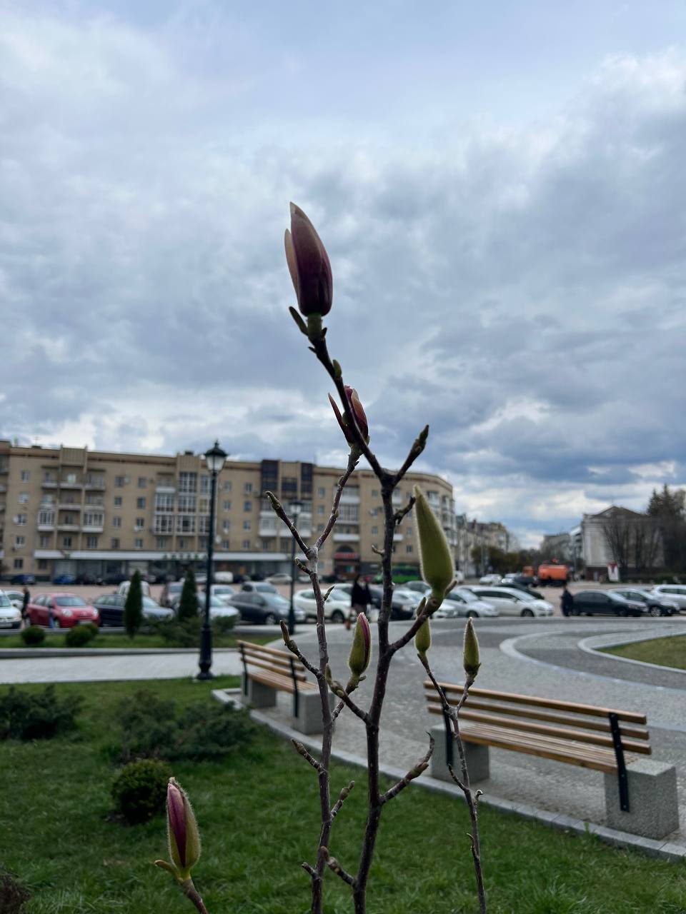 Новини Житомира - фото з У центрі Житомира починають розцвітати магнолії. Фотофакт