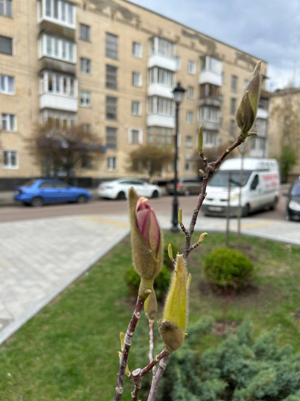Новини Житомира - фото з У центрі Житомира починають розцвітати магнолії. Фотофакт