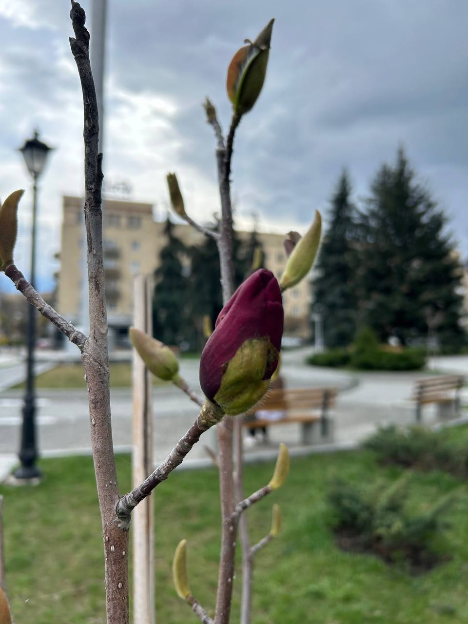 Новини Житомира - фото з У центрі Житомира починають розцвітати магнолії. Фотофакт