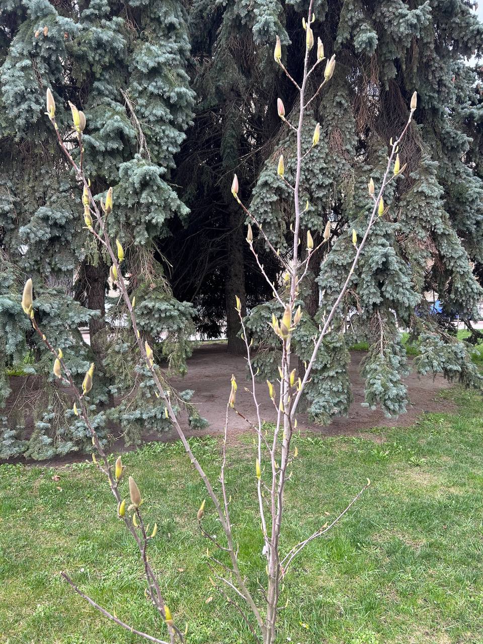 Новини Житомира - фото з У центрі Житомира починають розцвітати магнолії. Фотофакт