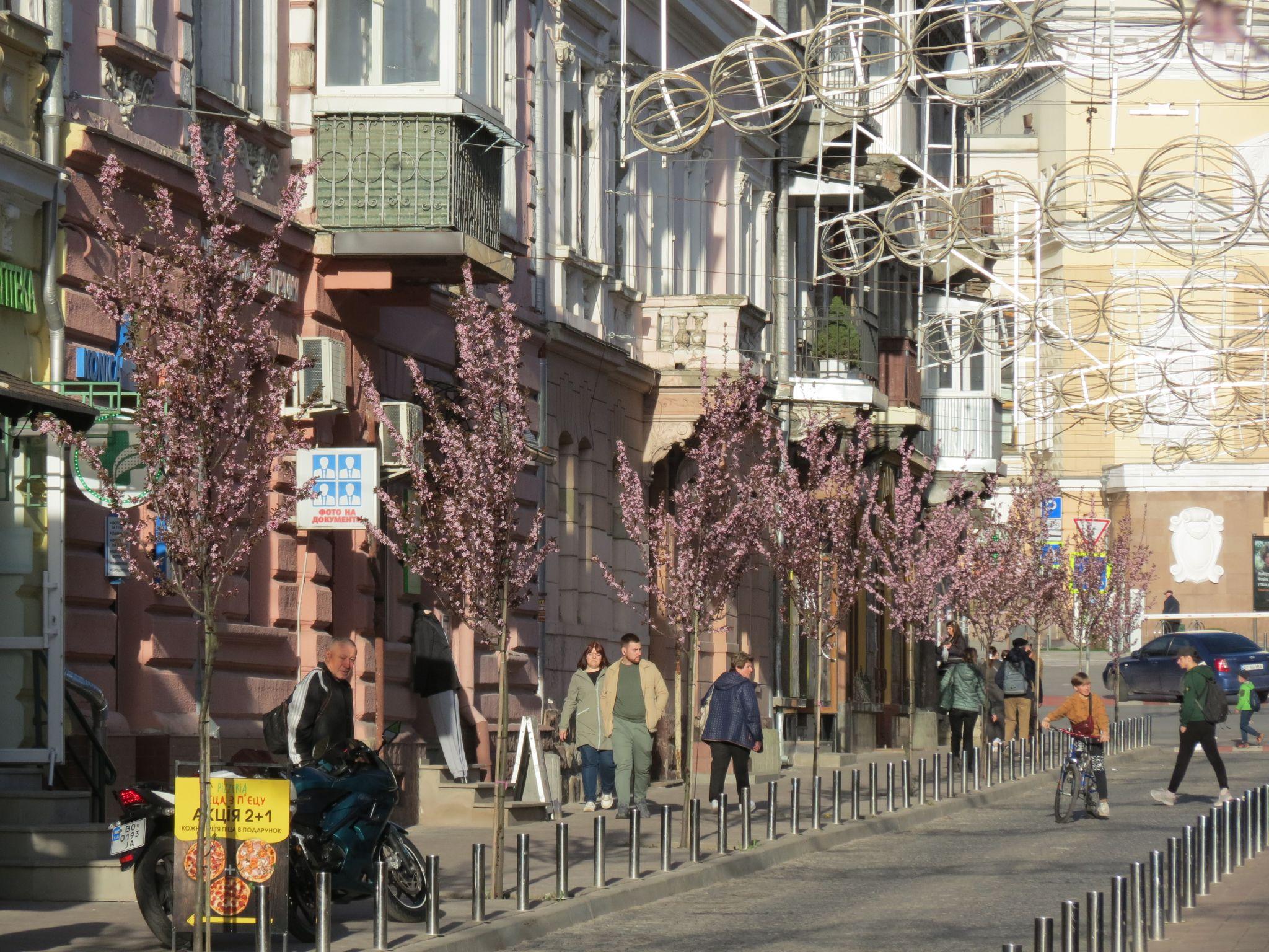 Новини Тернополя - фото з На вулиці Чорновола вперше зацвіли декоративні сливи: дивіться фото!