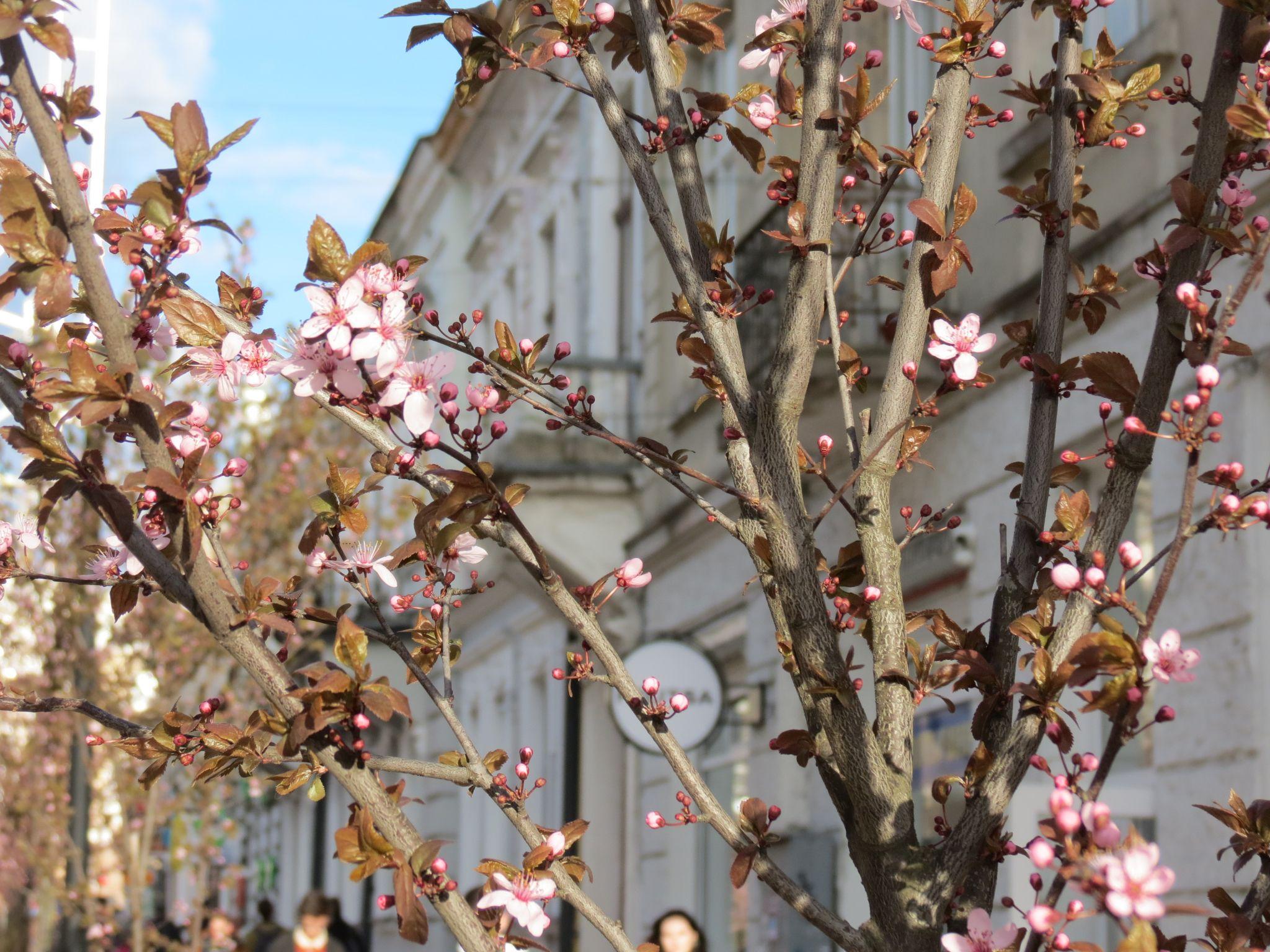 Новини Тернополя - фото з На вулиці Чорновола вперше зацвіли декоративні сливи: дивіться фото!