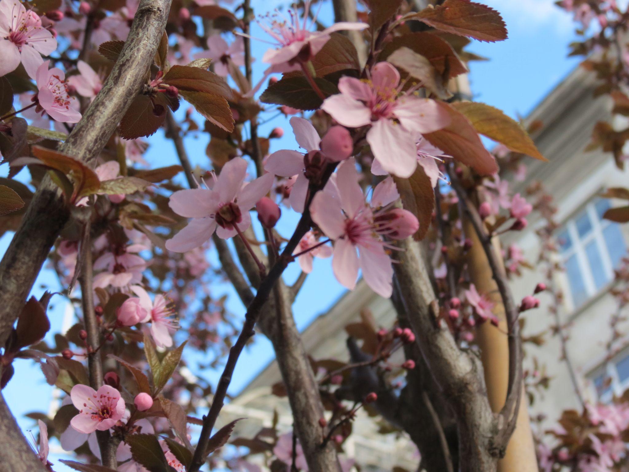 Новини Тернополя - фото з На вулиці Чорновола вперше зацвіли декоративні сливи: дивіться фото!