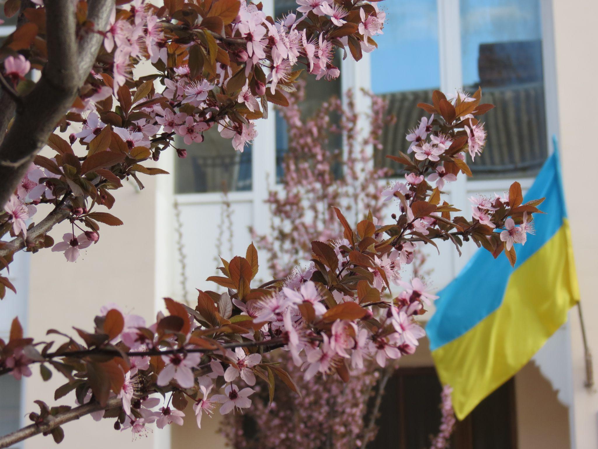 Новини Тернополя - фото з На вулиці Чорновола вперше зацвіли декоративні сливи: дивіться фото!