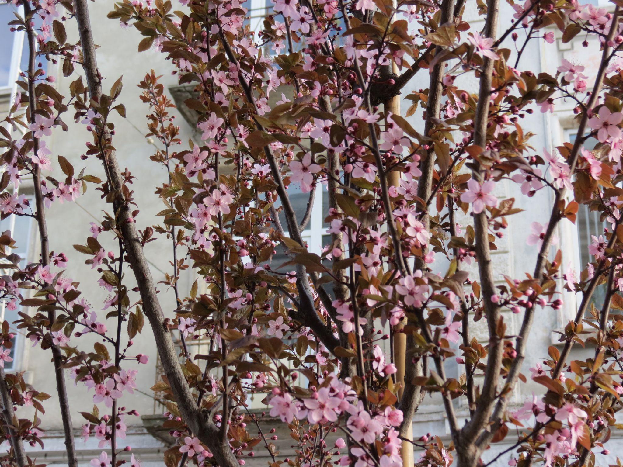 Новини Тернополя - фото з На вулиці Чорновола вперше зацвіли декоративні сливи: дивіться фото!