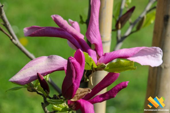 Новини Житомира - фото з На Новому бульварі висадили клени, магнолії, ялини та катальпи