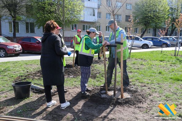 Новини Житомира - фото з На Новому бульварі висадили клени, магнолії, ялини та катальпи