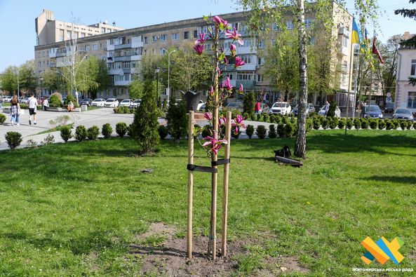 Новини Житомира - фото з На Новому бульварі висадили клени, магнолії, ялини та катальпи
