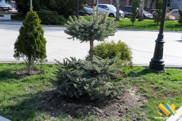 Новини Житомира - фото з На Новому бульварі висадили клени, магнолії, ялини та катальпи
