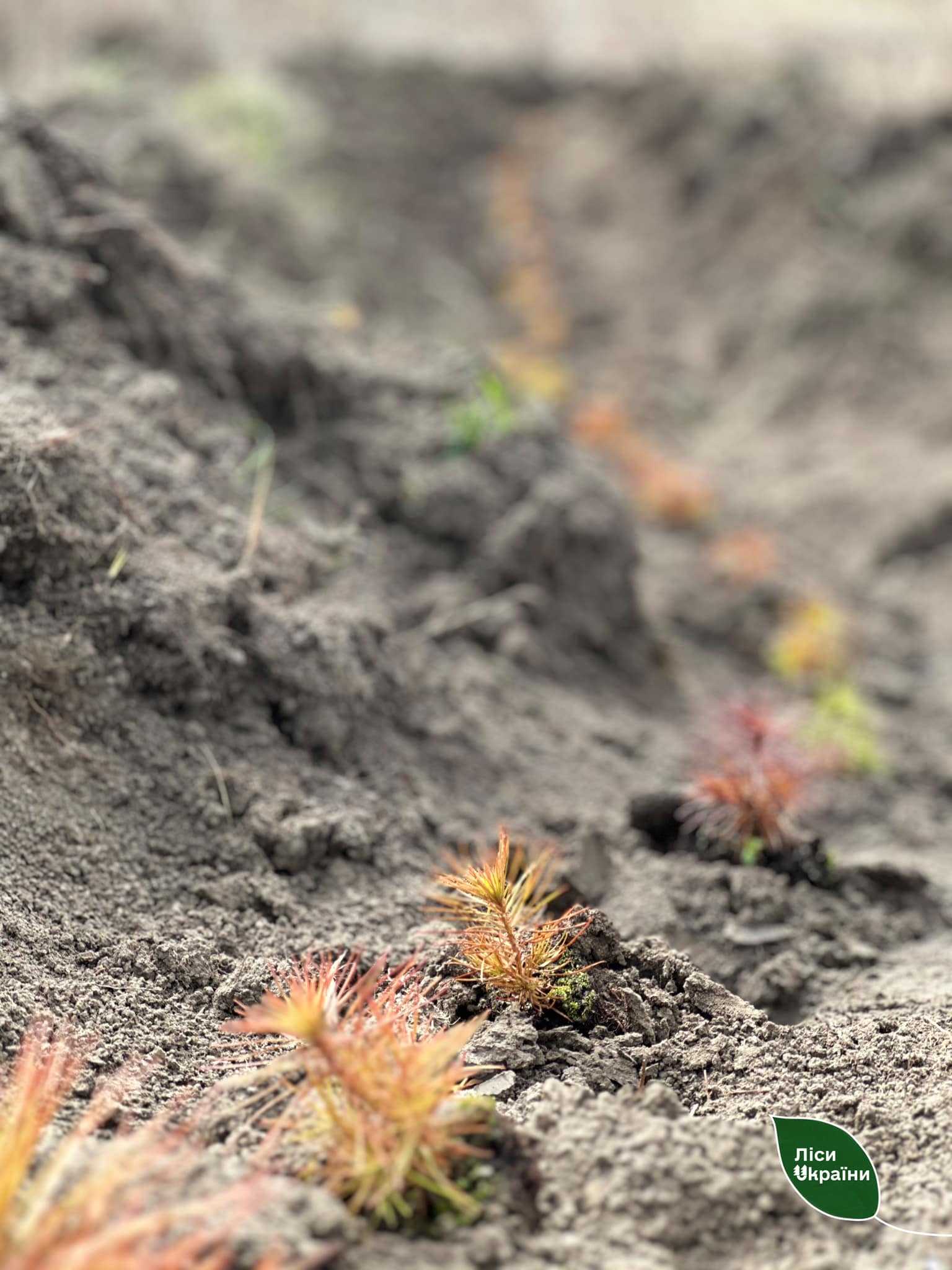 Новини Хмельницького - фото з На Хмельниччині лісівники висадили майже два мільйони нових дерев