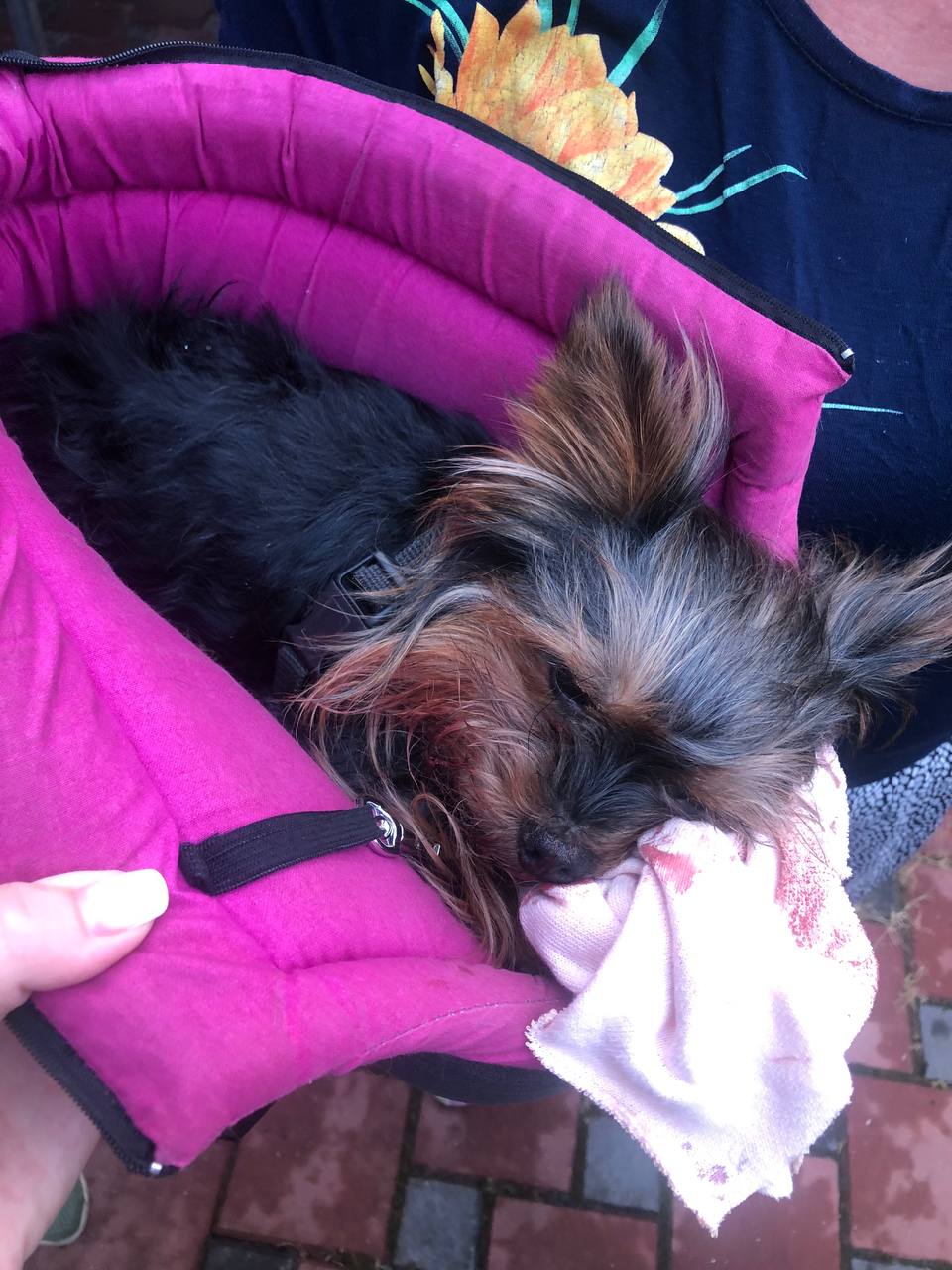 Новини Хмельницького - фото з У Хмельницькому ягдтер’єр загриз йорка та покусав дитину. Мешканці кажуть – це не вперше