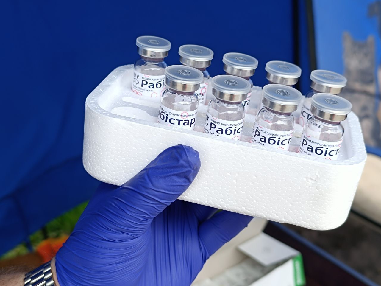 Новини Вінниці - фото з Тільки на Бучмах вакцинували понад 500 собак та котів. У Вінниці продовжують робити щеплення