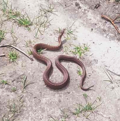 На зображенні може бути: змія