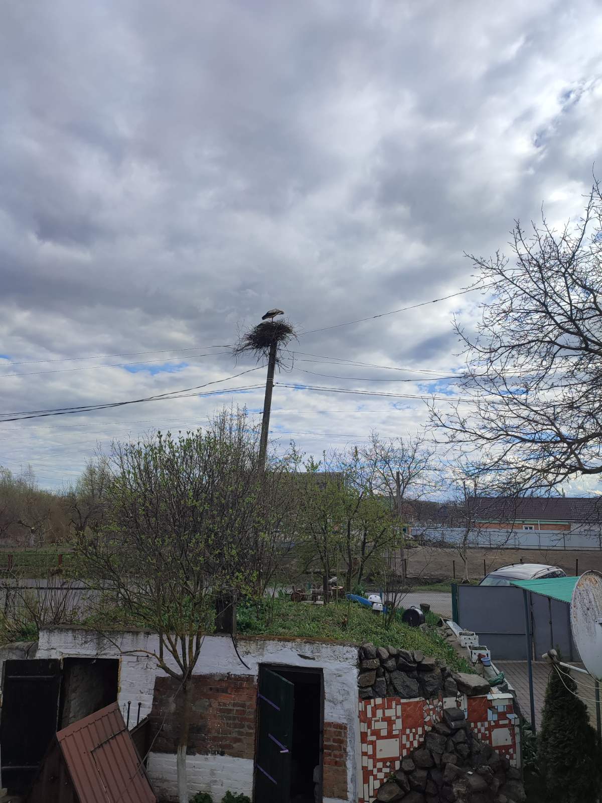 Самка лелека у новому гнізді висиджує потомство Тато боцюн носить їй ...