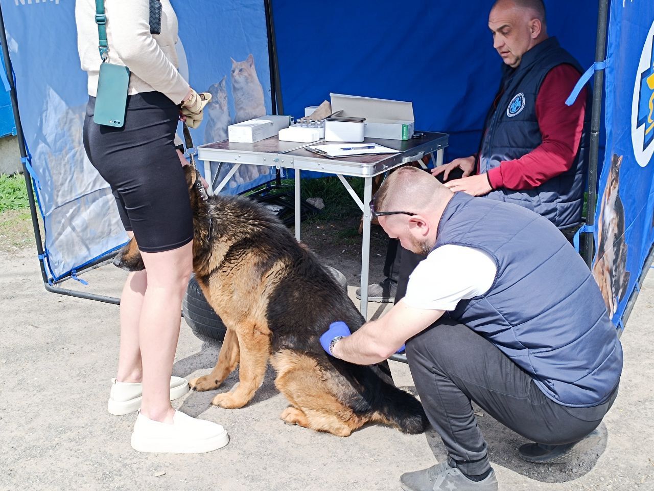 Новини Вінниці - фото з Тільки на Бучмах вакцинували понад 500 собак та котів. У Вінниці продовжують робити щеплення