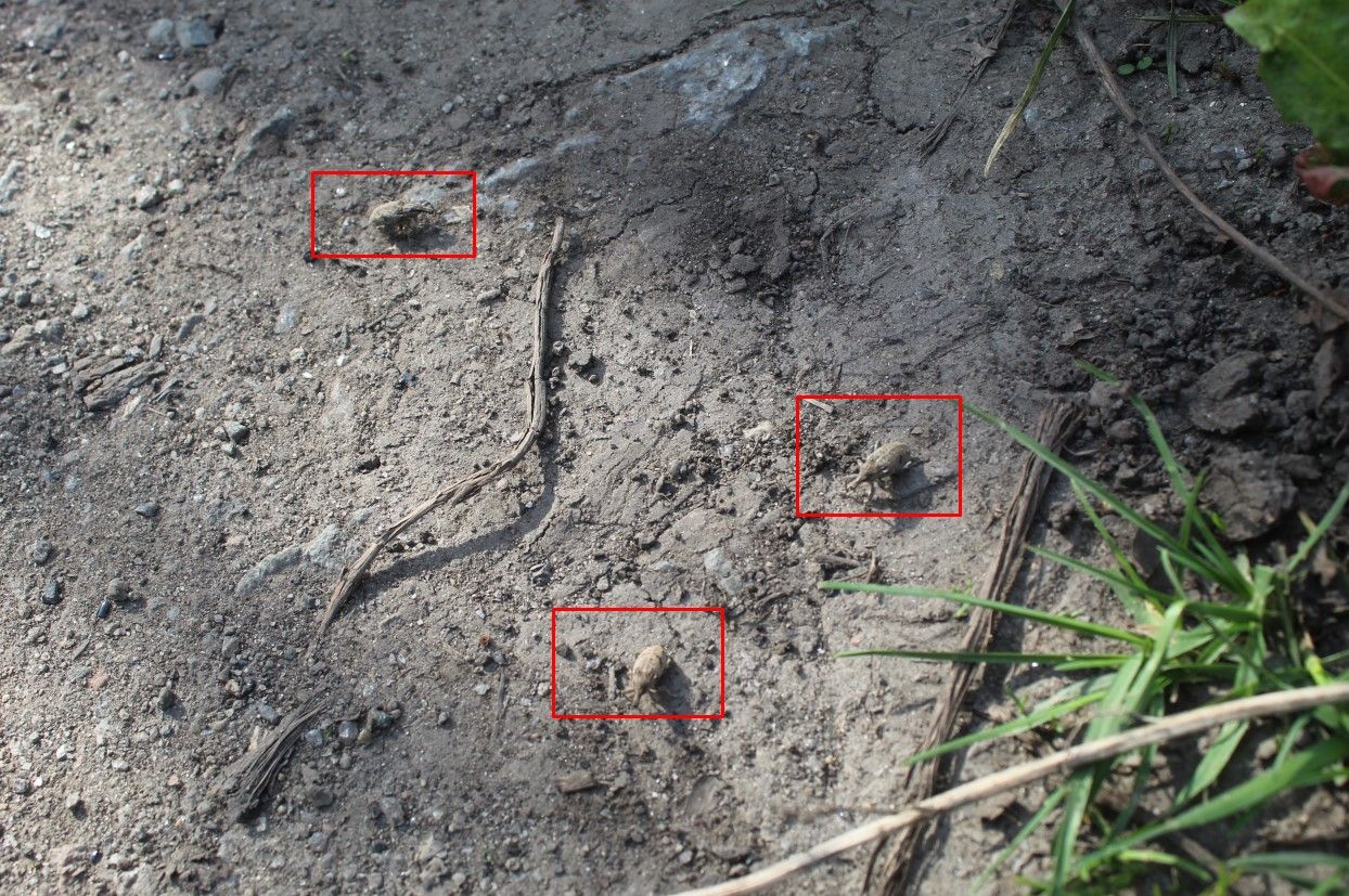 Новини Козятина - фото з У кооперативі «Вишенька» нашестя невідомих комах