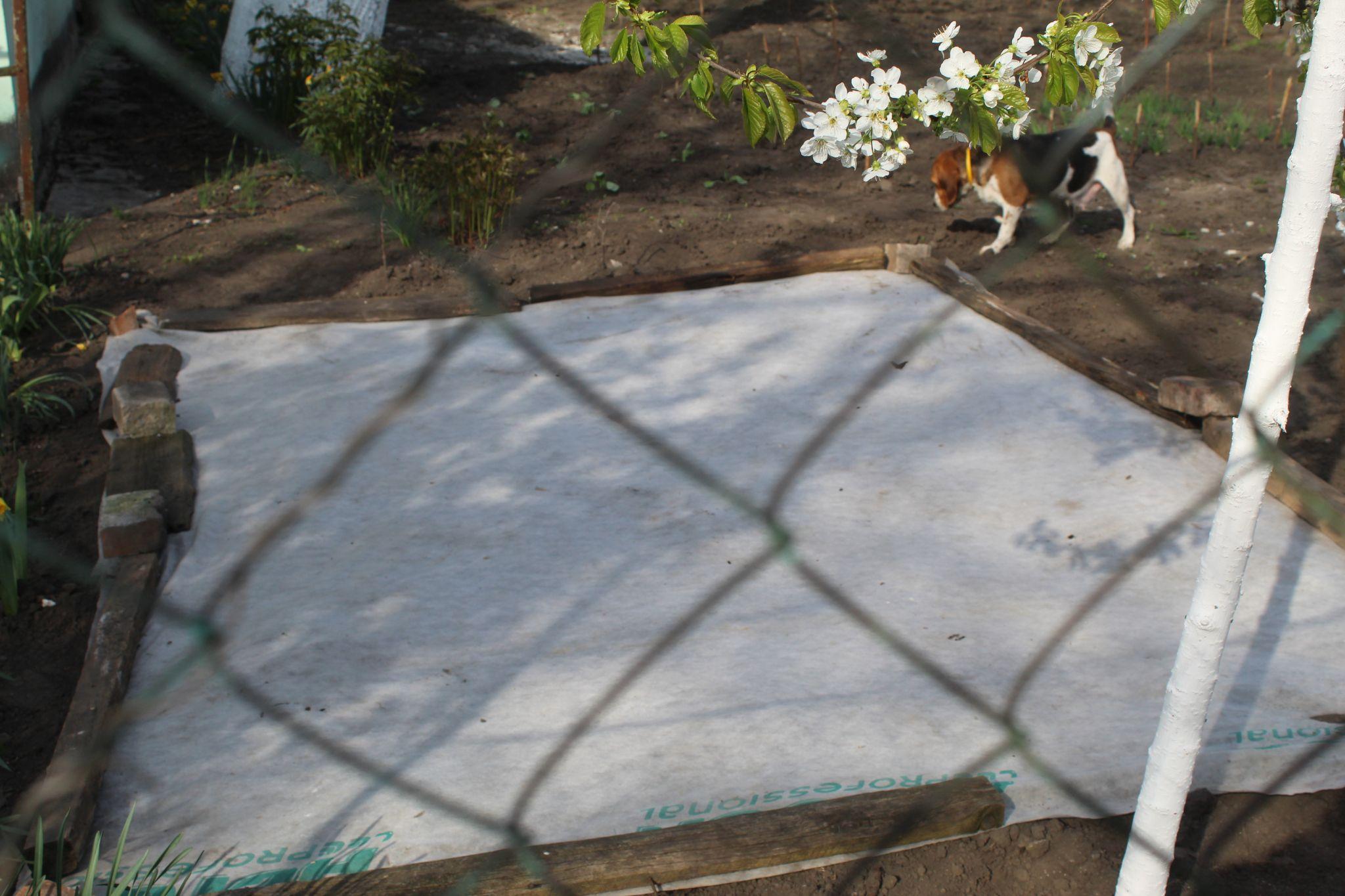 Новини Козятина - фото з У кооперативі «Вишенька» нашестя невідомих комах