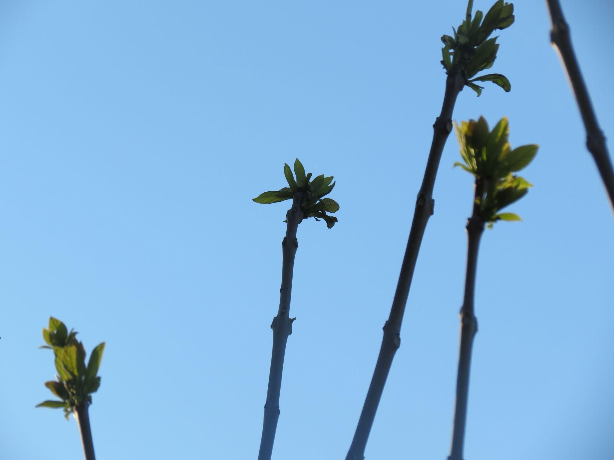 Новини Тернополя - фото з Нові катальпи біля парку «Сопільче»: як виглядають і скільки коштували?