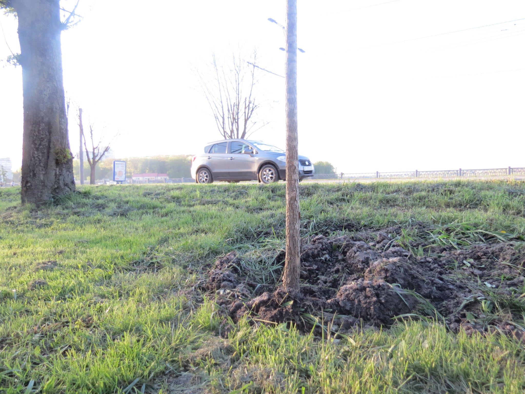 Новини Тернополя - фото з Нові катальпи біля парку «Сопільче»: як виглядають і скільки коштували?