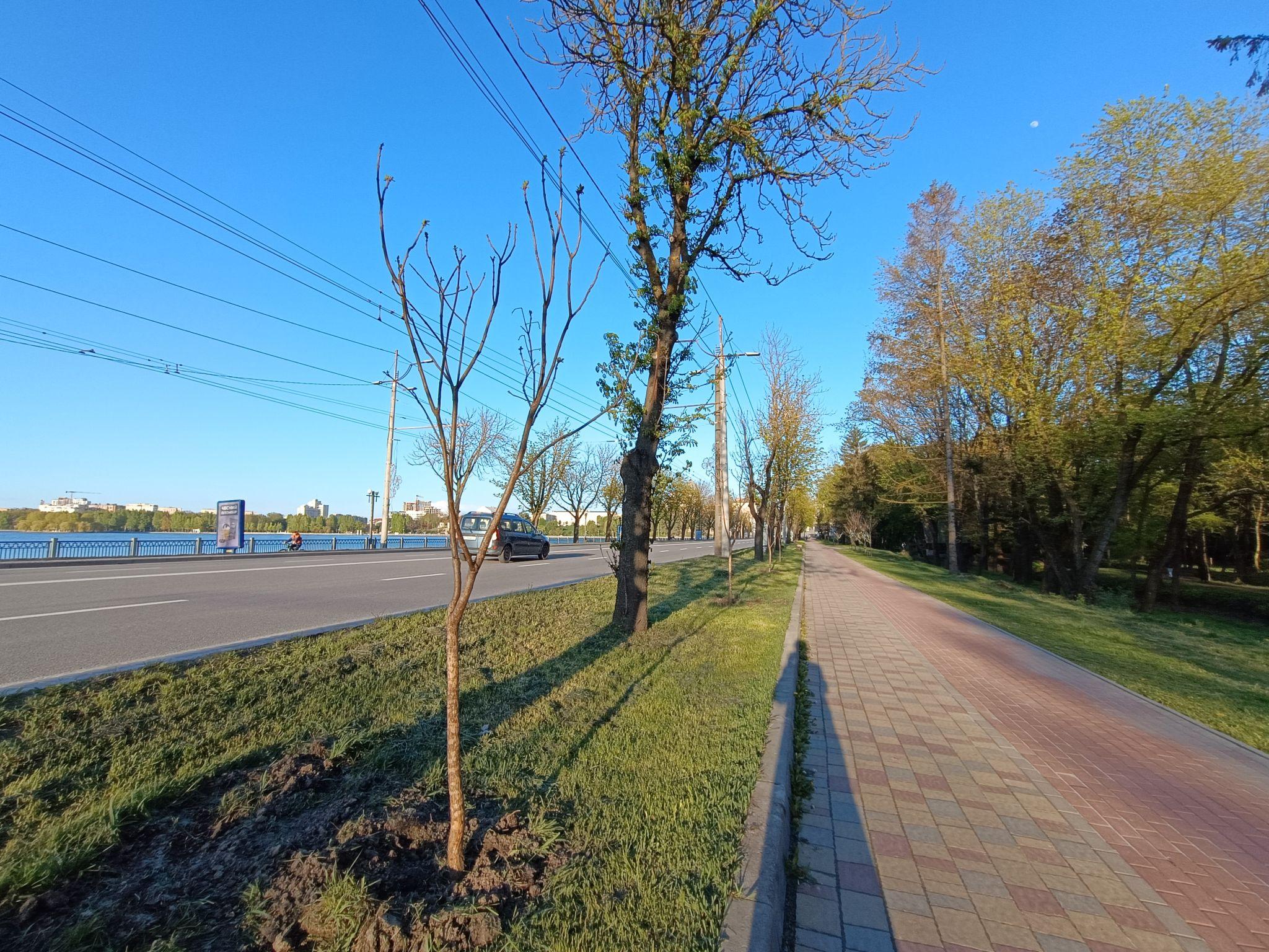 Новини Тернополя - фото з Нові катальпи біля парку «Сопільче»: як виглядають і скільки коштували?