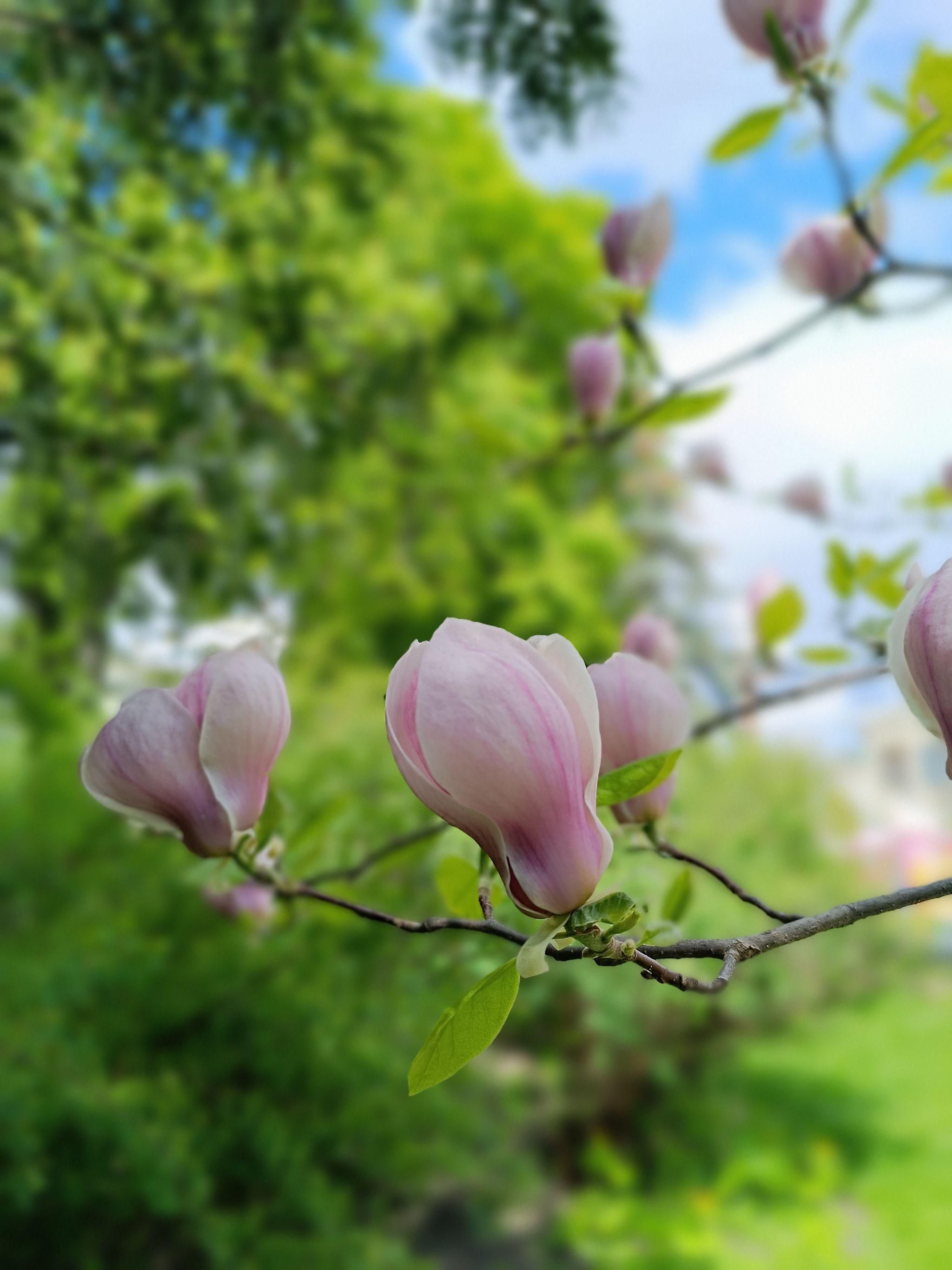 Новини Тернополя - фото з У центрі Тернополя квітне магнолія (ФОТО ДНЯ)